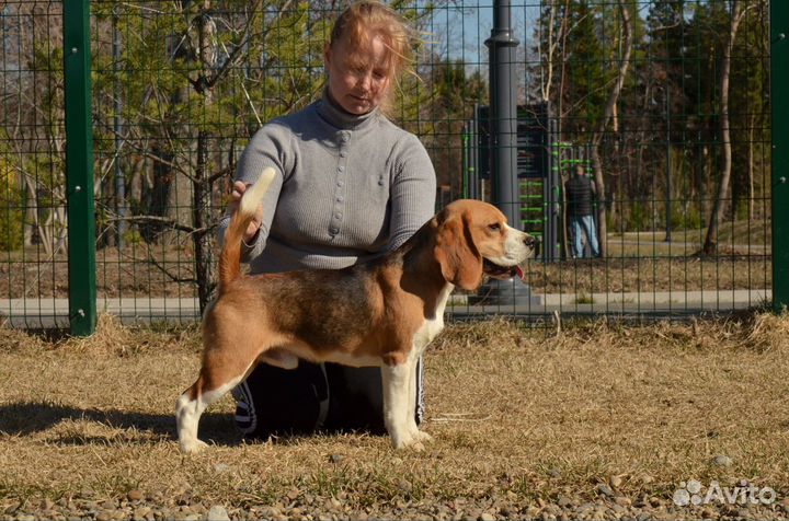 Щенки бигль