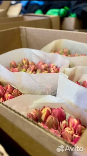 Оптовый заказ тюльпанов к 8 марта