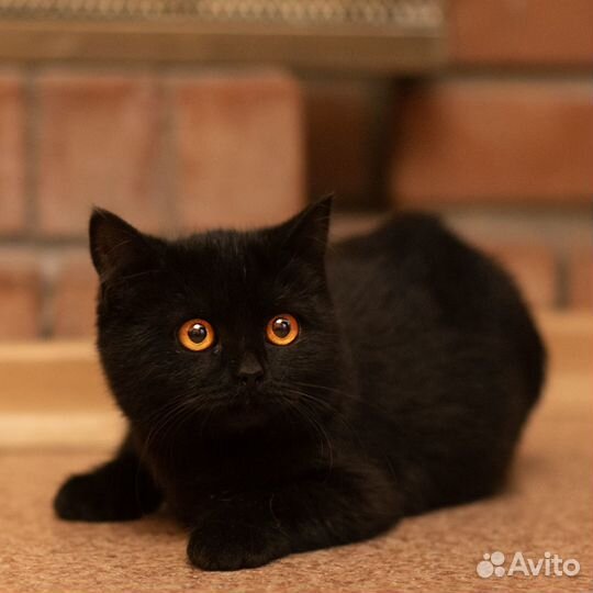 Кошечка в добрые руки