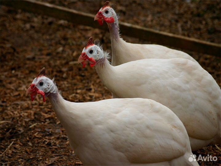 Цесарка Волжская белая