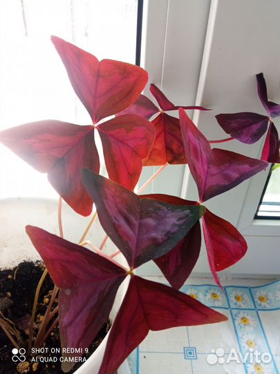 Кислица оксалис