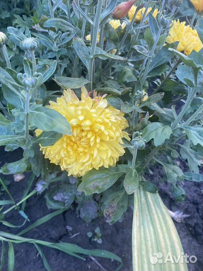 Хризантема