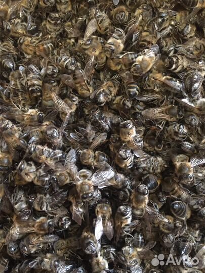 Пчелиный подмор