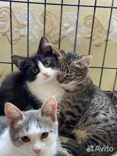 Котята в добрые руки