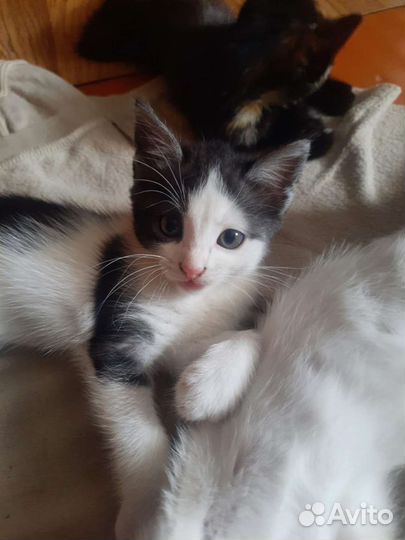 Котенок в добрые руки