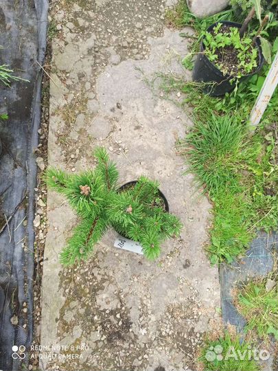 Сосна горная гном