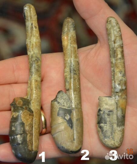 Гетероморфные аммониты, разные виды, окаменелости