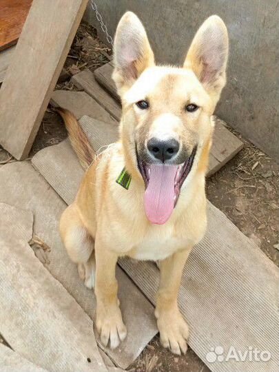 Неизвестная помесь