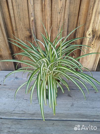 Хлорофитум