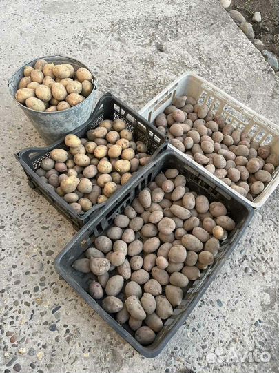 Семенной картофель сорт гала