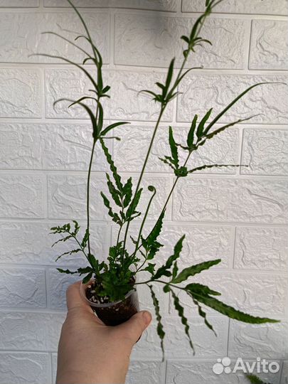 Птерисы 2 вида