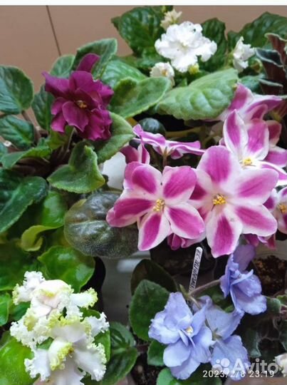 К праздникам подарки - цветущие фиалки