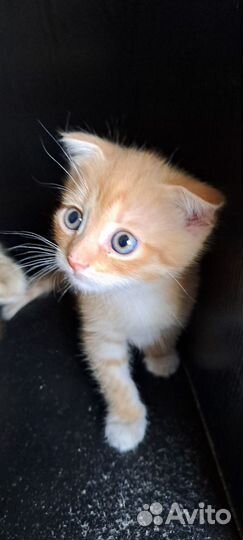 Шотландские котята