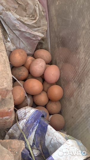 Куры несушки