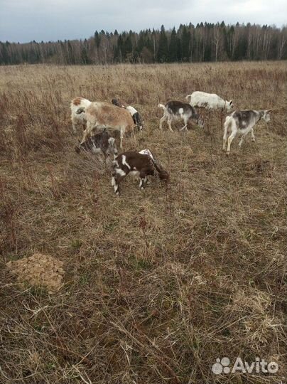 Козы- свиньи