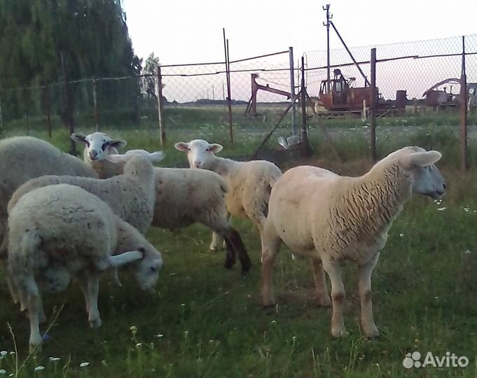 Племенные бараны