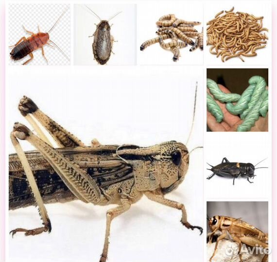 Кормовые насекомые