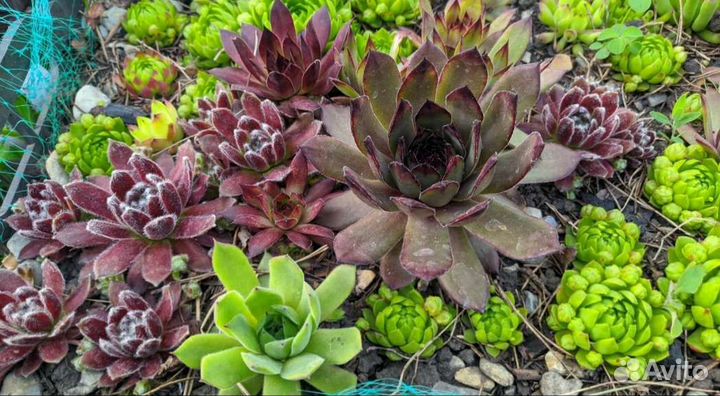 Очитки и молодило