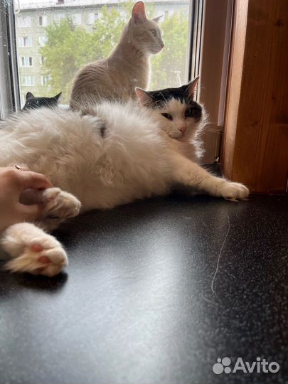 Шикарный Кузя ищет Дом