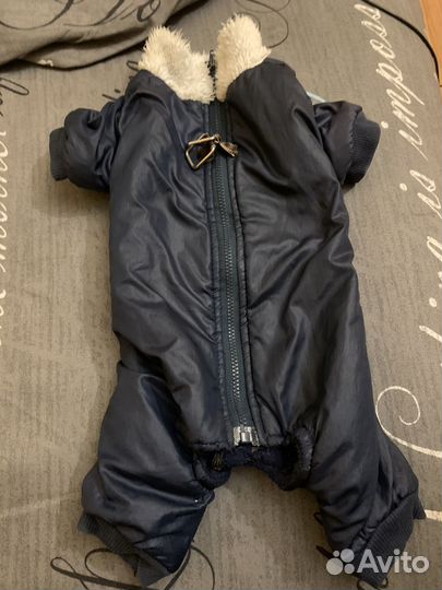 Одежда для собак мелких пород