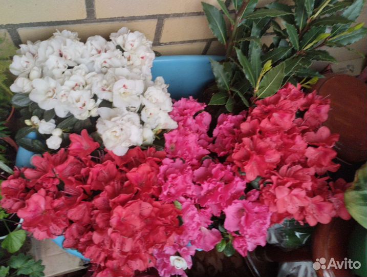 Комнатные растения