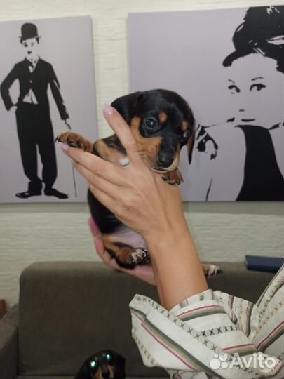 Щенки таксы