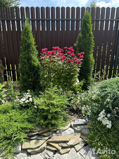 Монарда цветы