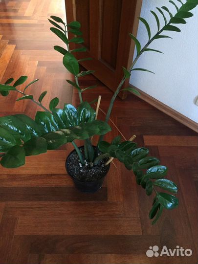 Продам цветы комнатные