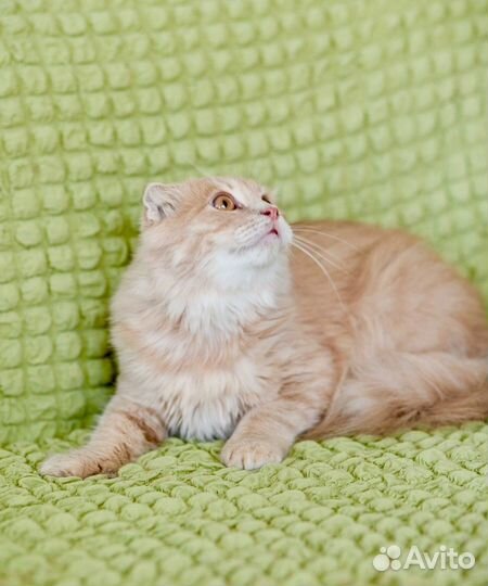 Мандарин ищет дом, в добрые руки