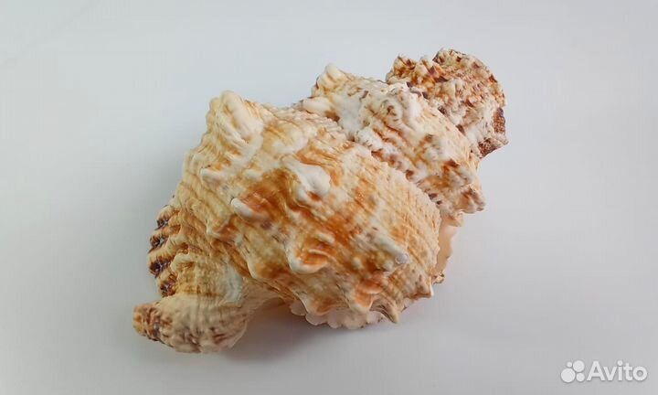 Поющая морская ракушка 04 Горн 18 см