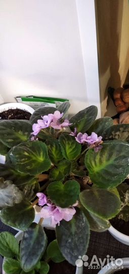 Фиалки, взрослое растение