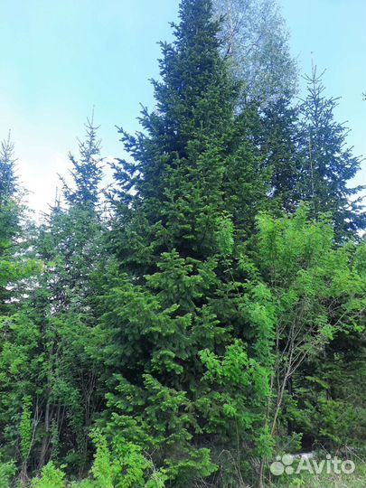Пихта -крупномер