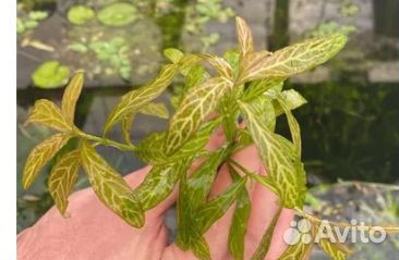 Растения для аквариума