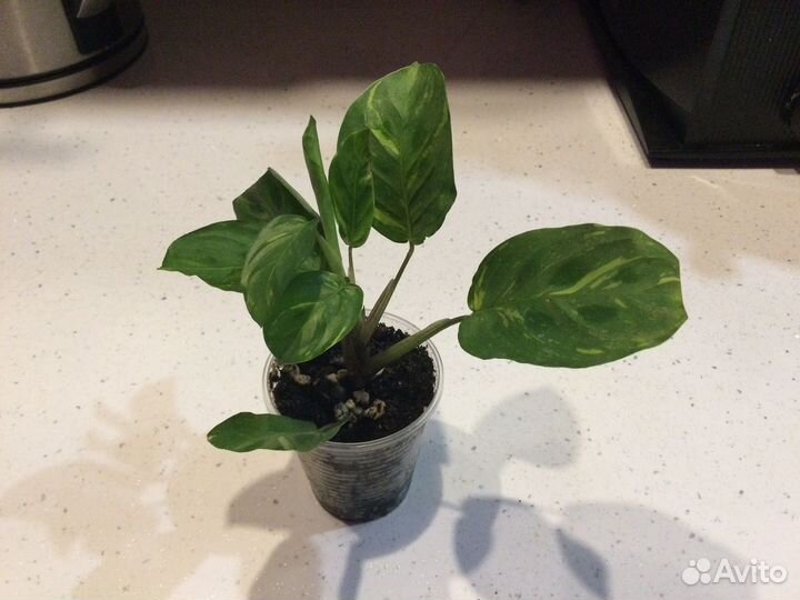 Комнатные растения