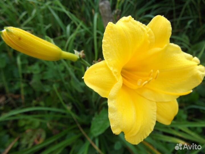 Лилейник 1 горшок