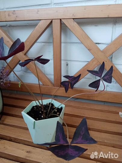 Красивые растения