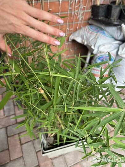 Бамбук морозостойкий (листоколосник)