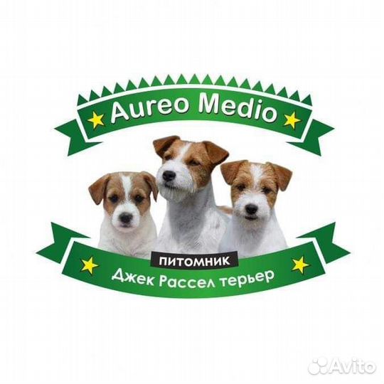 Джек Рассел терьер