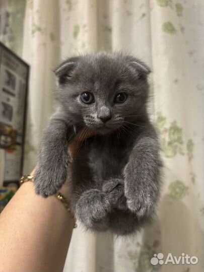 Британские вислоухие котята