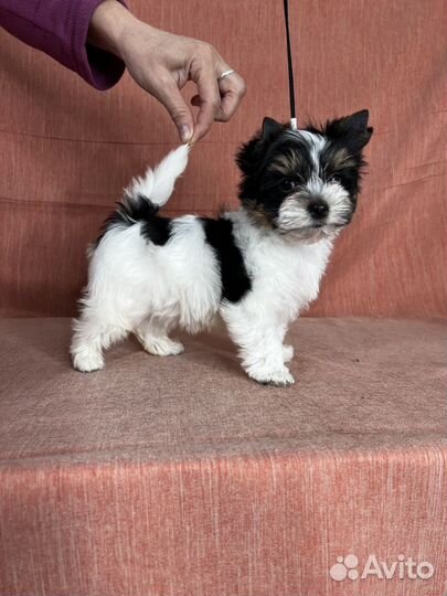 Щенки бивер