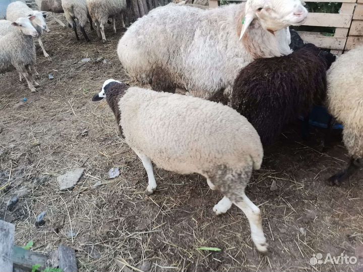 Баран дорпер