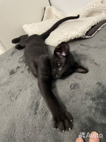 Ориентальная кошечка