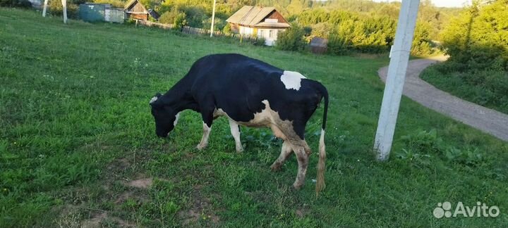 Коровы высокоудойные