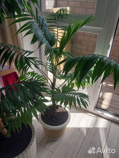 Пальма Ховея