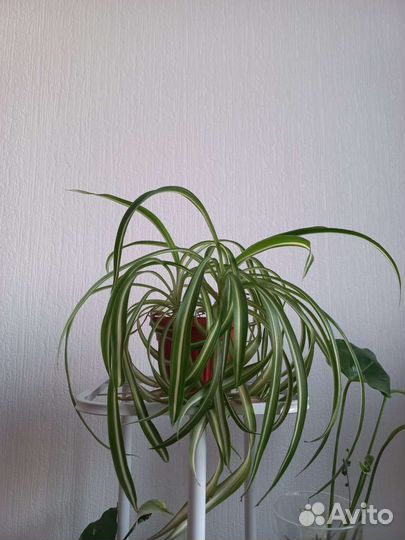 Хлорофитум кудрявый (Бонни)