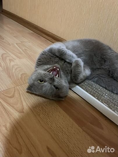 Британский кот на вязку