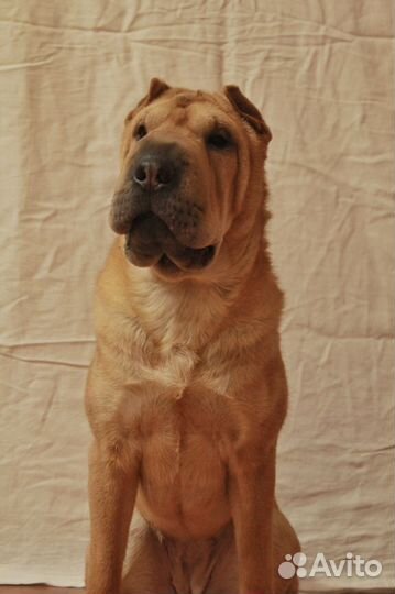 Фотосессия с шарпеем