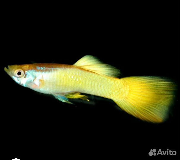 Аквариумные рыбки