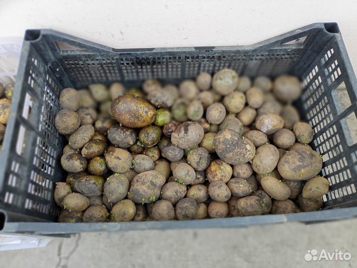 Семенной картофель адретта