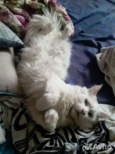 Мейн-кун вязка